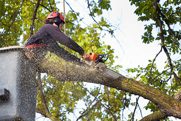 How Our Tree Care Process Works  in  Baltic, CT